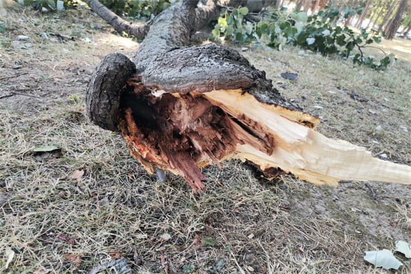 Padaju grane u gradskom parku