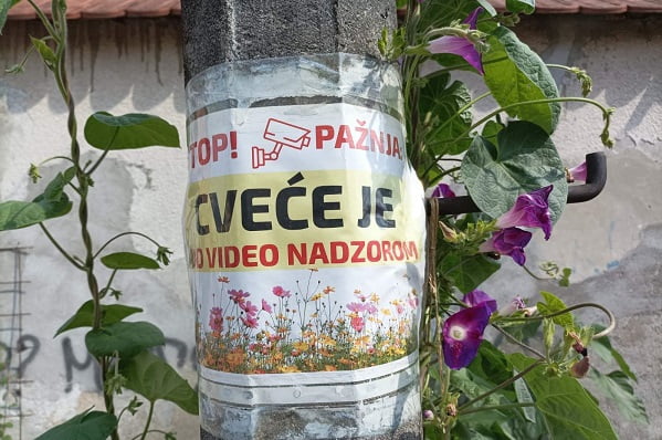 Čitaoci reporteri: cveće kao plen