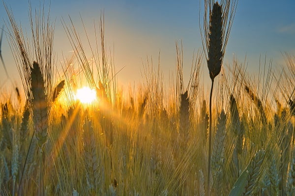 Vreme sunce leto psenicsa 1