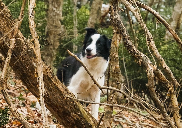 Dsc08445-1-1 Dsc08445 1 1