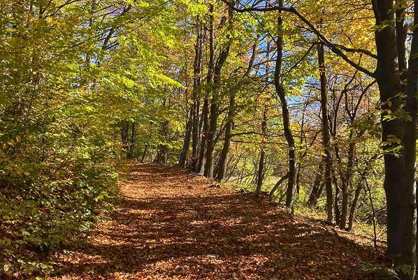 124413058 713851845910432 1071861293080062231 n 1