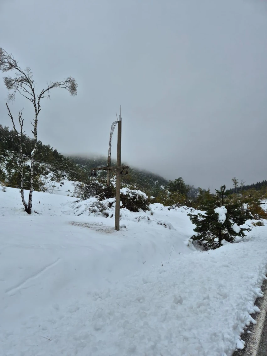 Crna trava tončev sneg