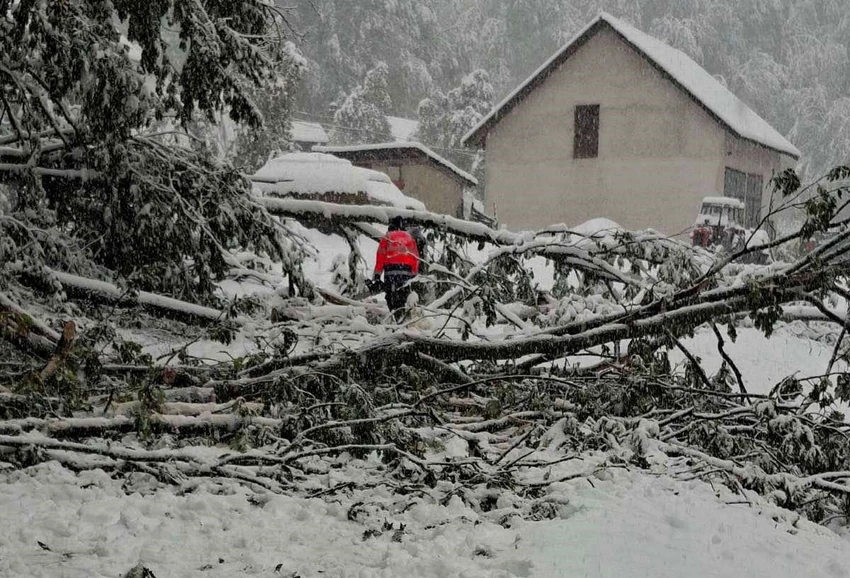 Oborena stabla stvarala su veliki problem prethodnih dana