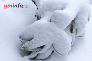 Brze Vesti 4 Grane pod snegom u aprilu web